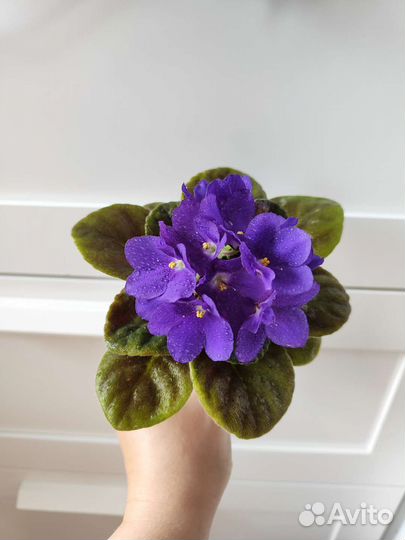 Сортовые фиалки + листики