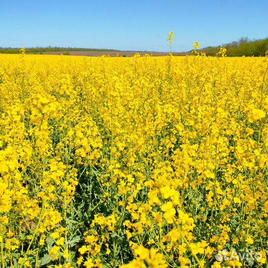Рапс урожай 2024 года