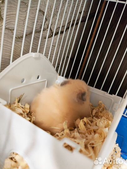 Клетка и хомяк