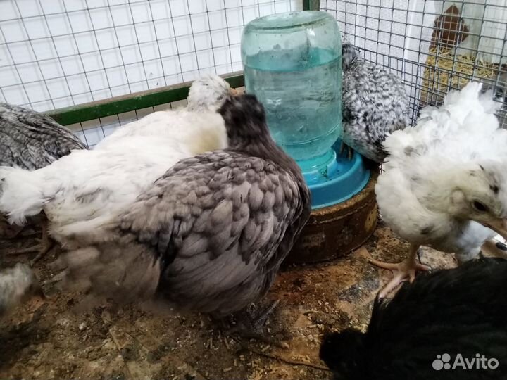 Цыплята суточные и подрощенные