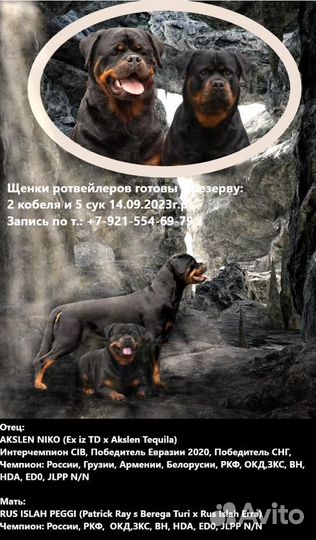 Щенки ротвейлера