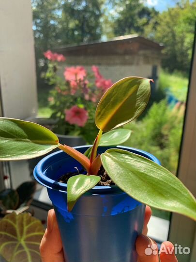 Филодендрон Принц Оранж