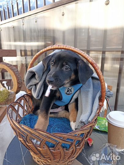 Щенок Мишка 3,5 мес