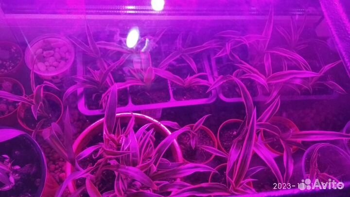 Хлорофитум