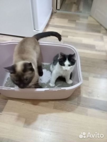 Котенок в добрые руки