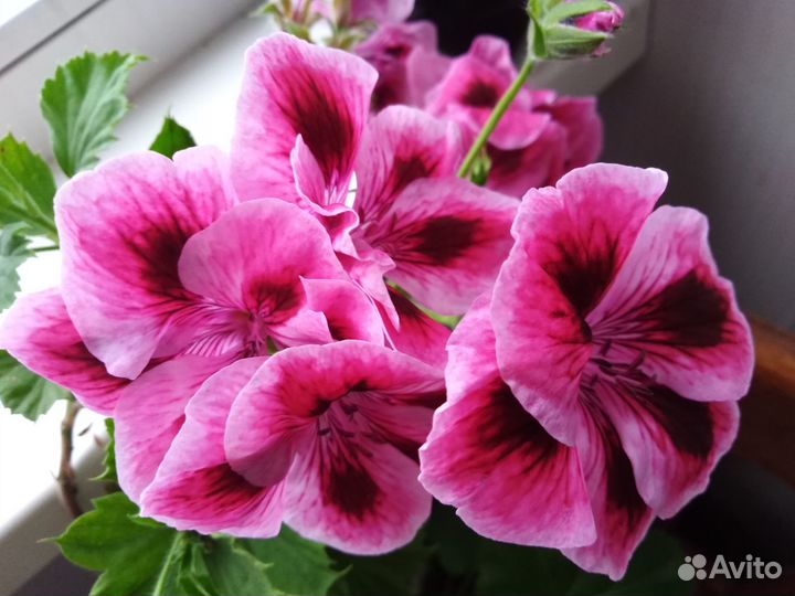 Королевская пеларгония, герань