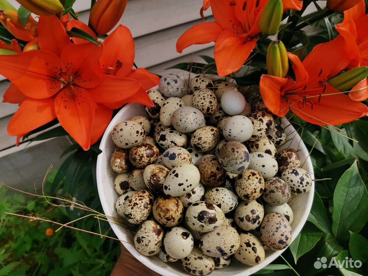 Яйца перепелиные