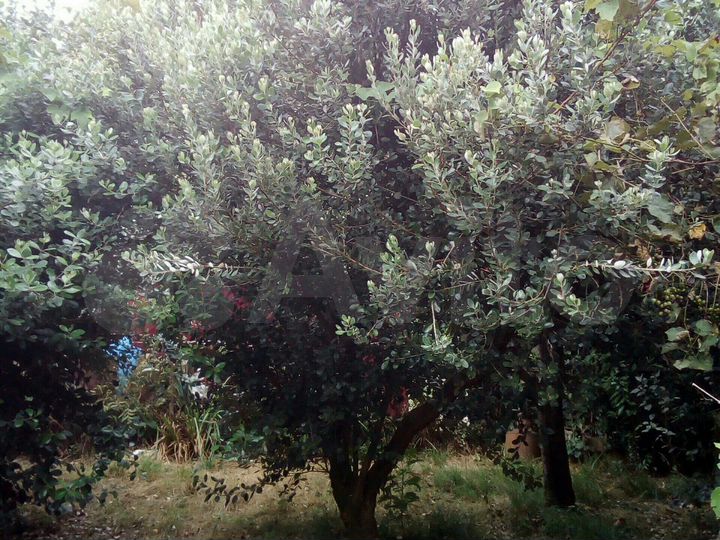 Участок 6,5 сот. (СНТ, ДНП)