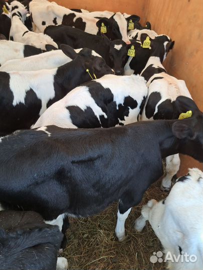 Бычки,телочки
