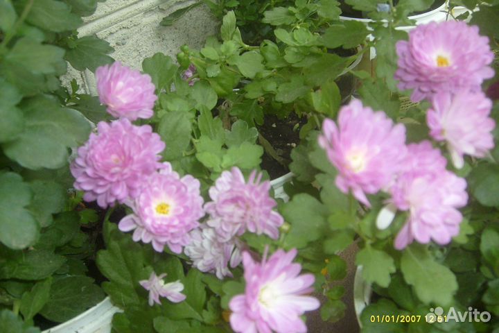 Мини Хризантемы-мультифлора