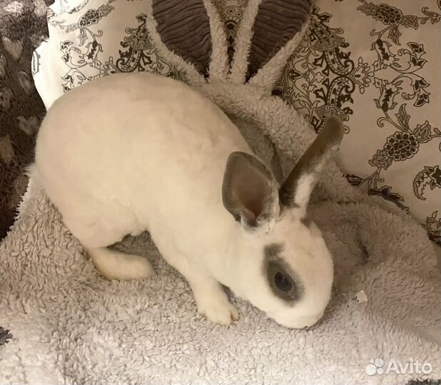 Калифорнийский декоротивный кролик