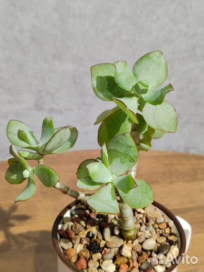 Крассула Ундулатифолиа