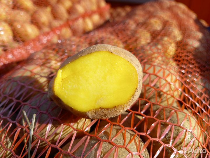 Семенной картофель