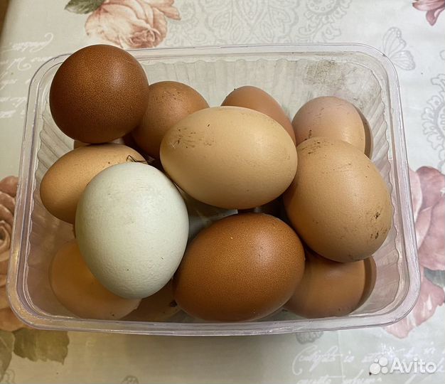Домашние куриные яйца