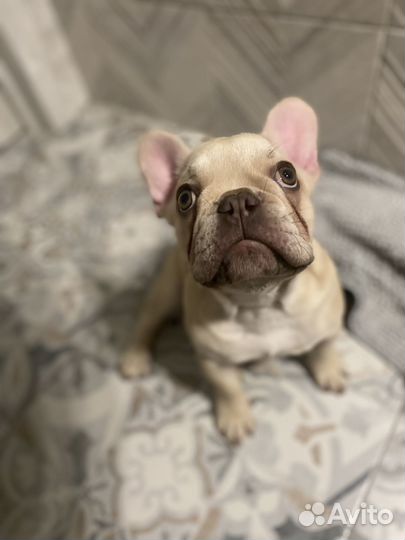 Французский бульдог