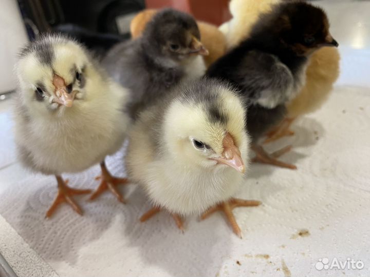 Цыплята суточные, домашние