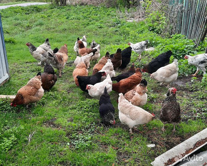 Домашние куриные яйца