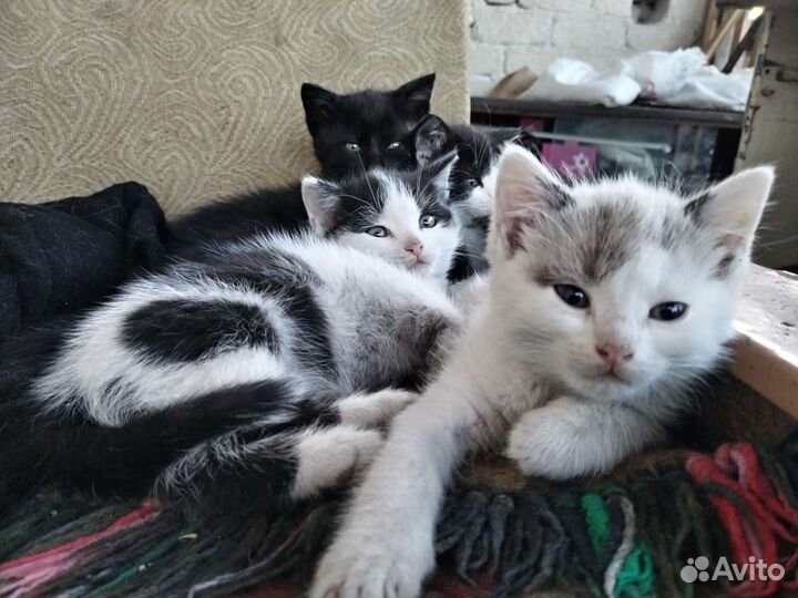 Кошки в добрые руки бесплатно