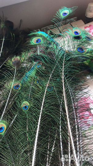 Перо павлина