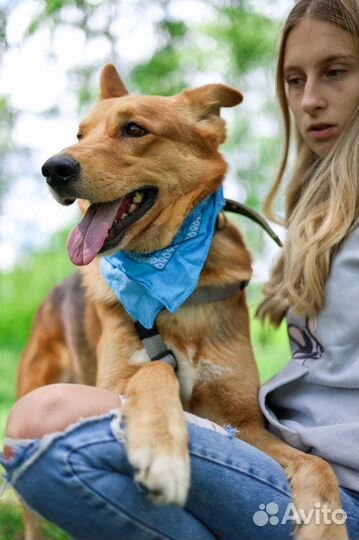 Домашний пёс оказался в приюте