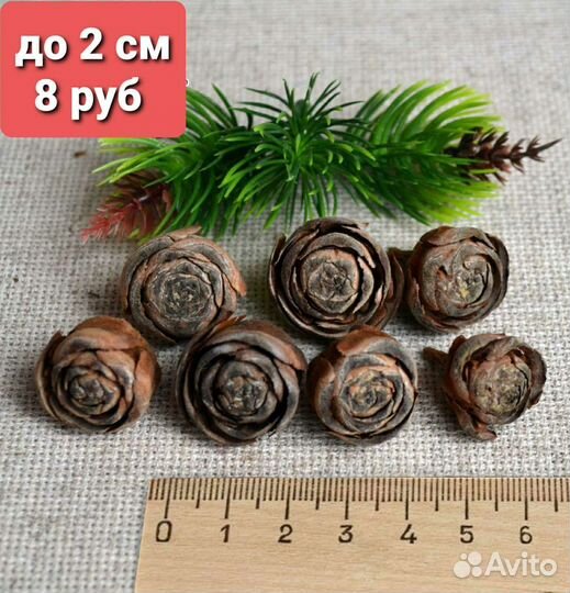 Шишки кедра гималайского(розочки).Сбор 2023