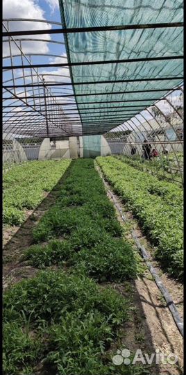 Сетка затеняющая/фасадная 55 и 80