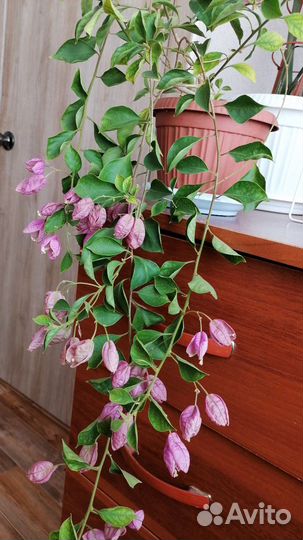 Бугенвиллия взрослая