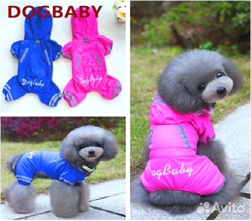 Одежда, обувь и аксессуары для собак