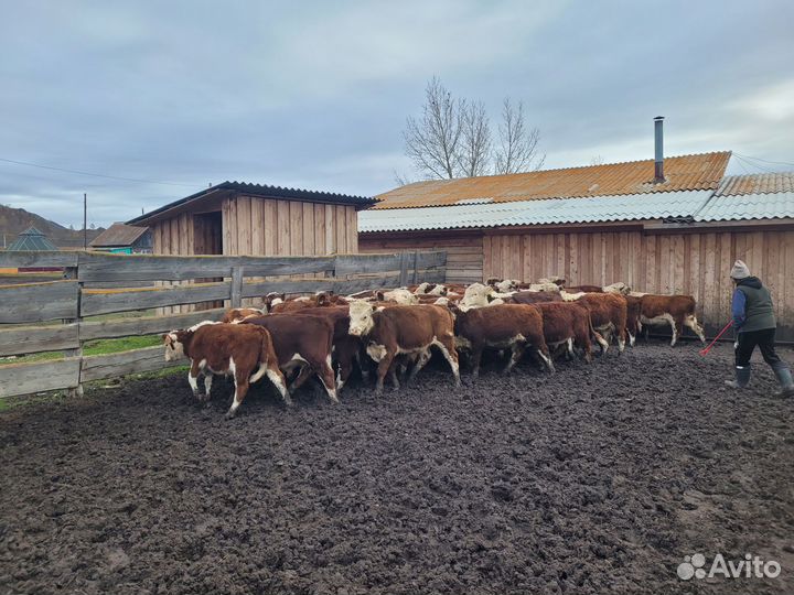 Бычки на откорм