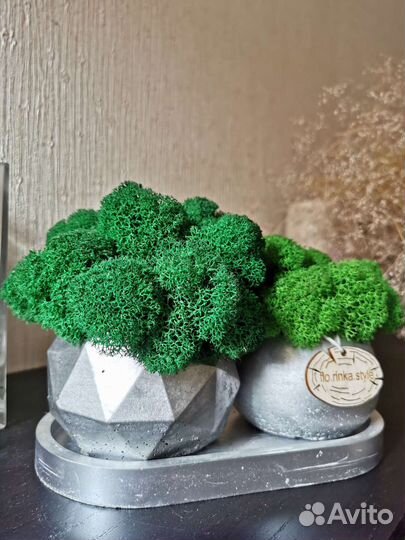 Кашпо со стабилизированным мхом