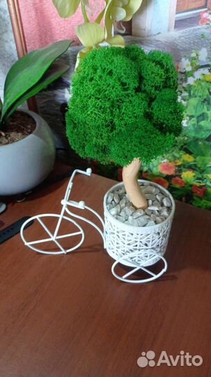 Топиарий мох