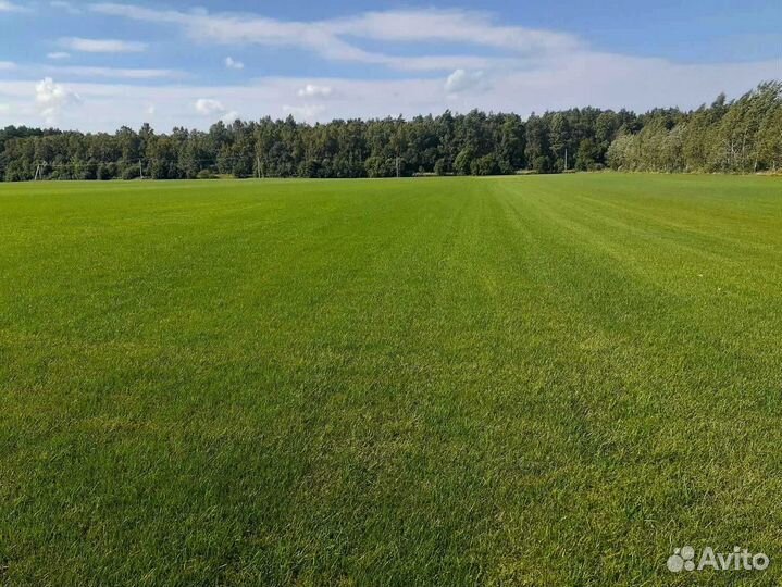 Укладка и продажа рулонного газона