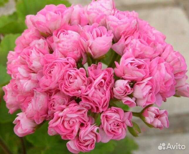 Пеларгонии сортовые