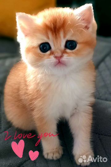 Британские золотые котята шиншиллы