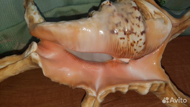 Ракушка раковина морская звезда