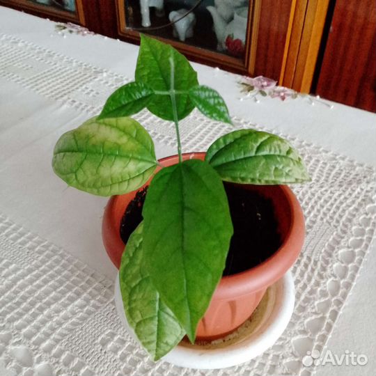 Комнатные цветы клеродендрум Томпсона