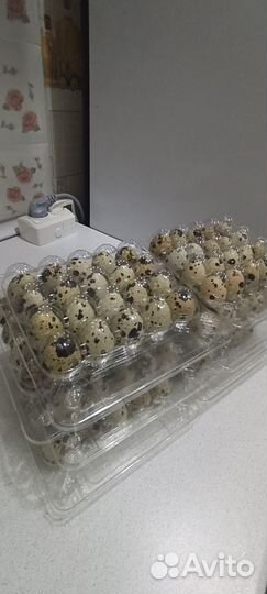 Яйца перепелиные