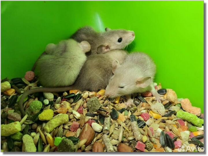 Крысы Дамбо. Доставка крысят