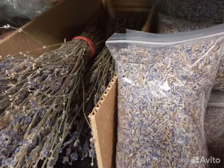 Лаванда интерьерная