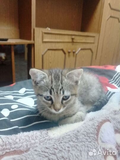 Котята в дар