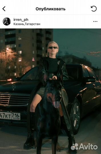 Собака для фотосессий