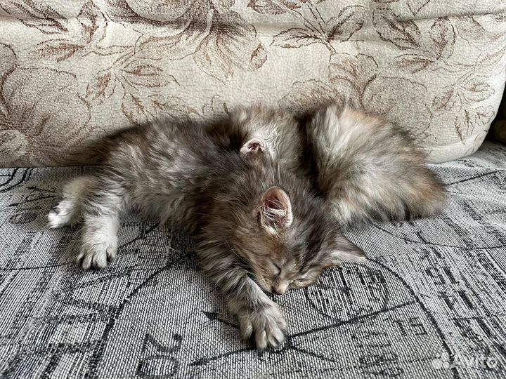Курильский бобтейл
