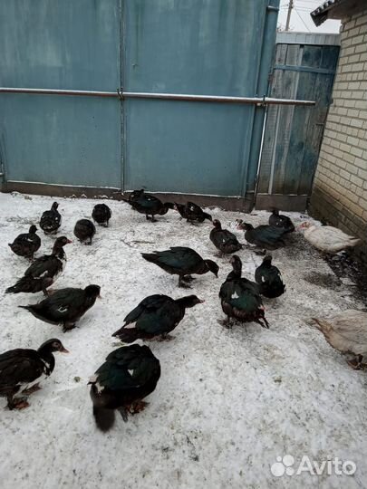 Мускусные утки