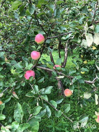 Яблоки домашние