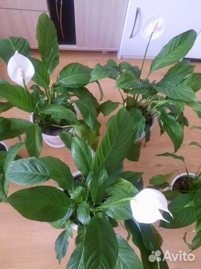 Спатифиллум