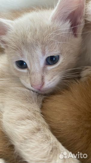 Кошка в дар бесплатно