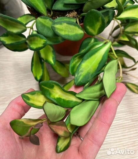 Хойя Буртони вариегата Hoya Burtoniae Var