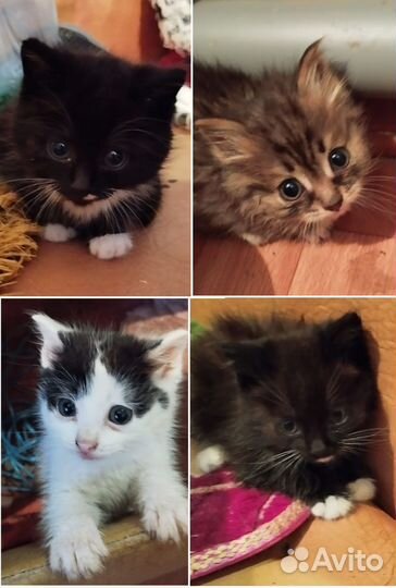 Котята ищут семью