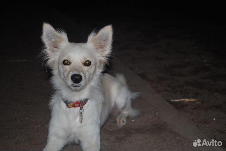 Свадебный фотограф