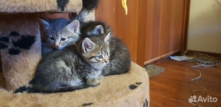 Кошки в добрые руки